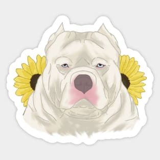 White Blue Eyed American Bully with Sunflowers Sticker